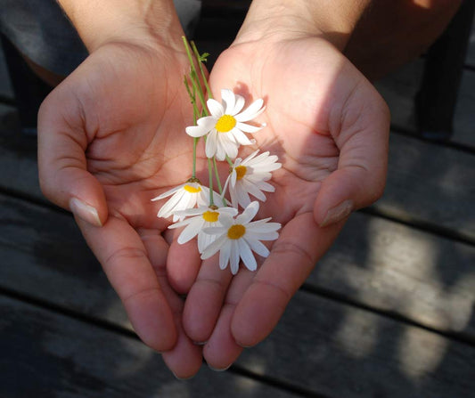 Two hands come together to form a heart with some daisies in the middle