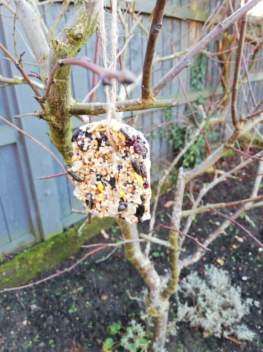Bird cake feeder on tree branch