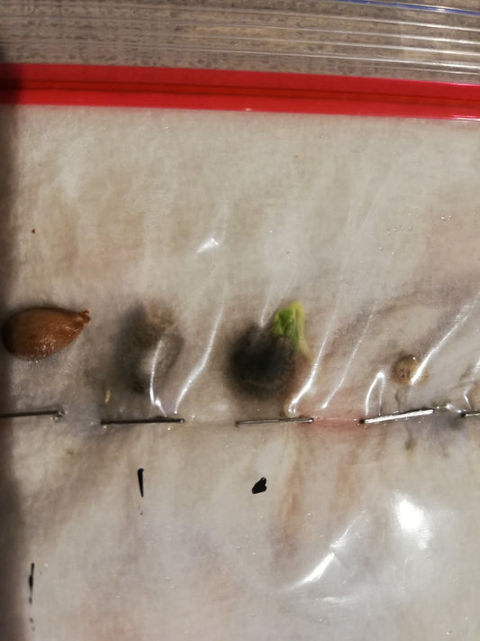 Sprouting seeds in plastic bags