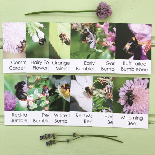 Bee Fact Cards for children