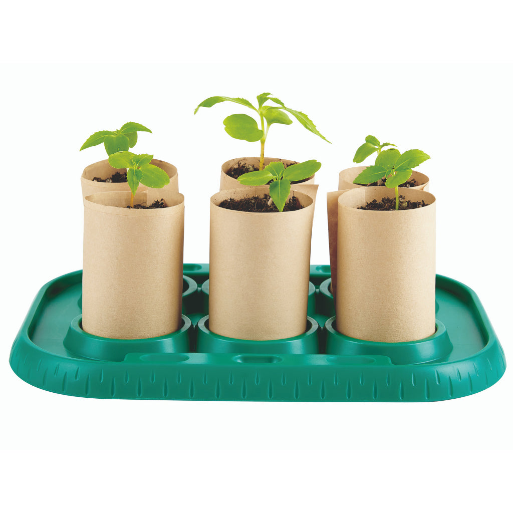 Seedlings in the miniature greenhouse kit for children