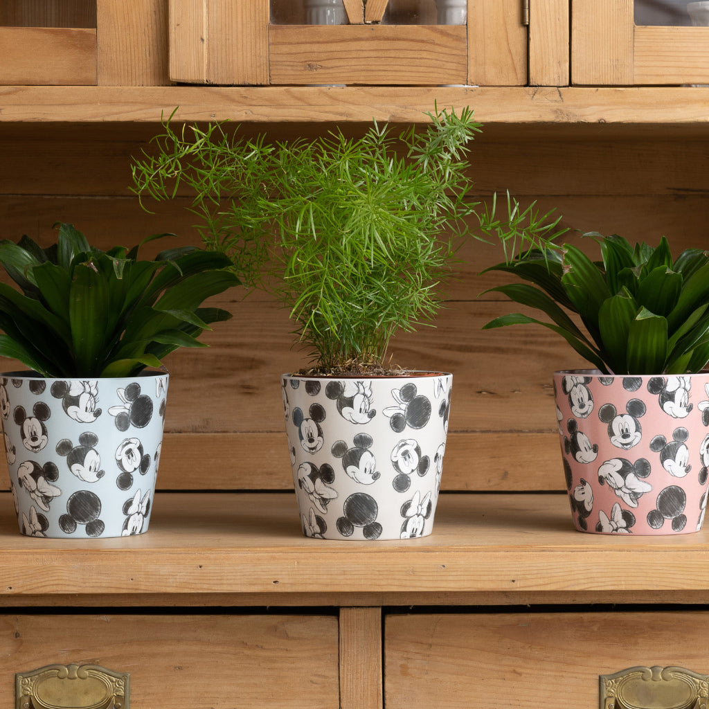 Mickey and Minnie Mouse Eco-Pots Set of 3 for children with plants in them