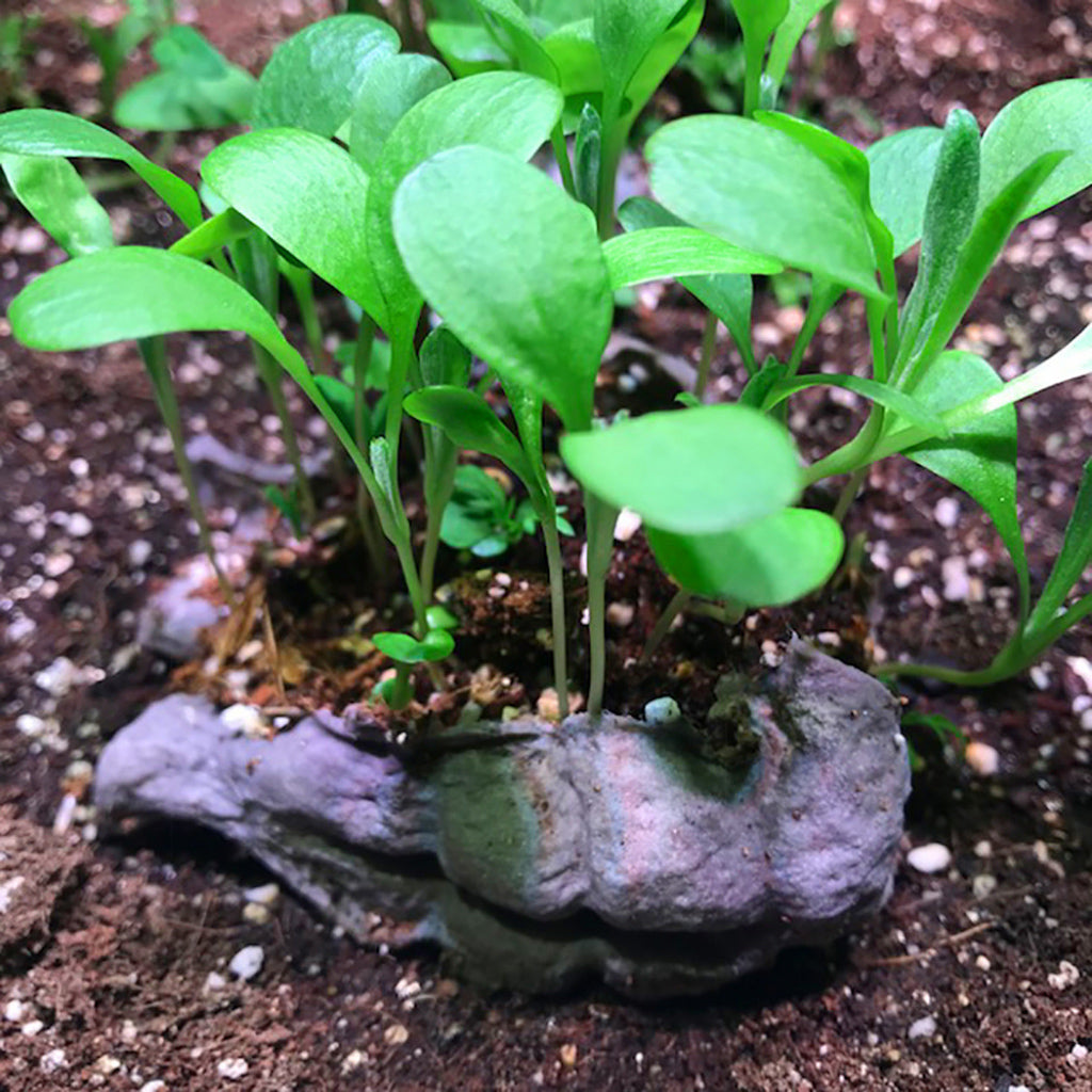 Seedlings growing out of a seedbom