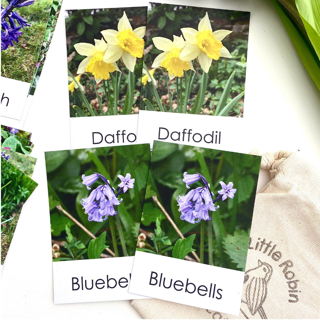 Daffodil and bluebells cards from the Little Robin Education Spring Flowers Flashcards