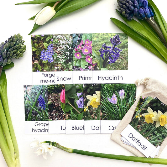 Little Robin Education Spring Flowers Flashcards