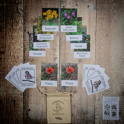 Little Robin Education wildflower flashcards contained in the Wildflower Explorer Kit